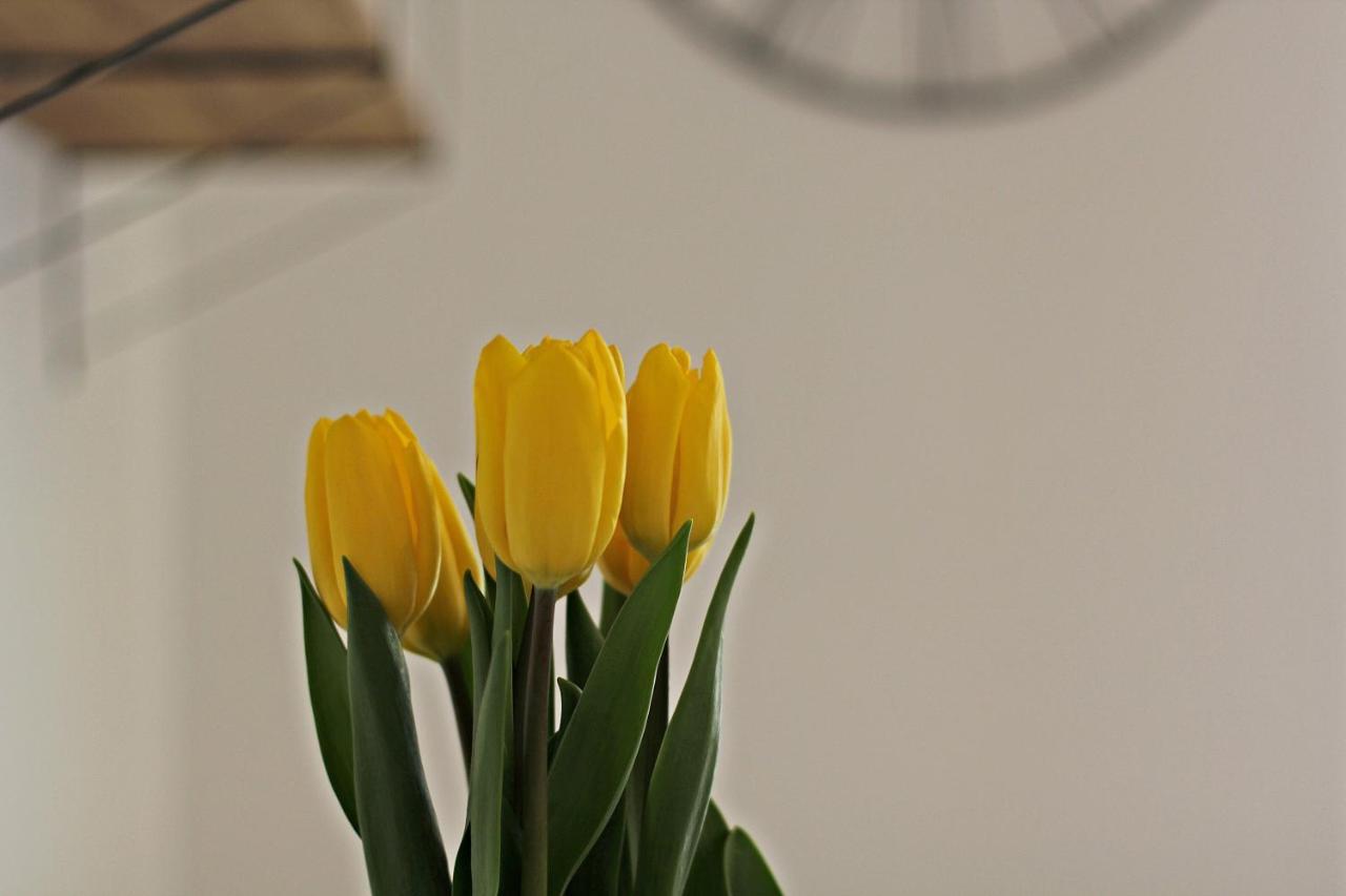Cozy Dreams Apartment Zadar Ngoại thất bức ảnh